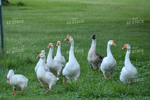 Geese 106014