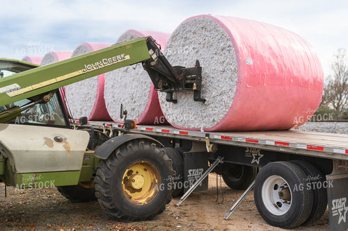 Cotton Harvest 128052