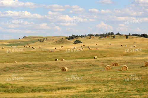 Hay Bales in Foothills 141032