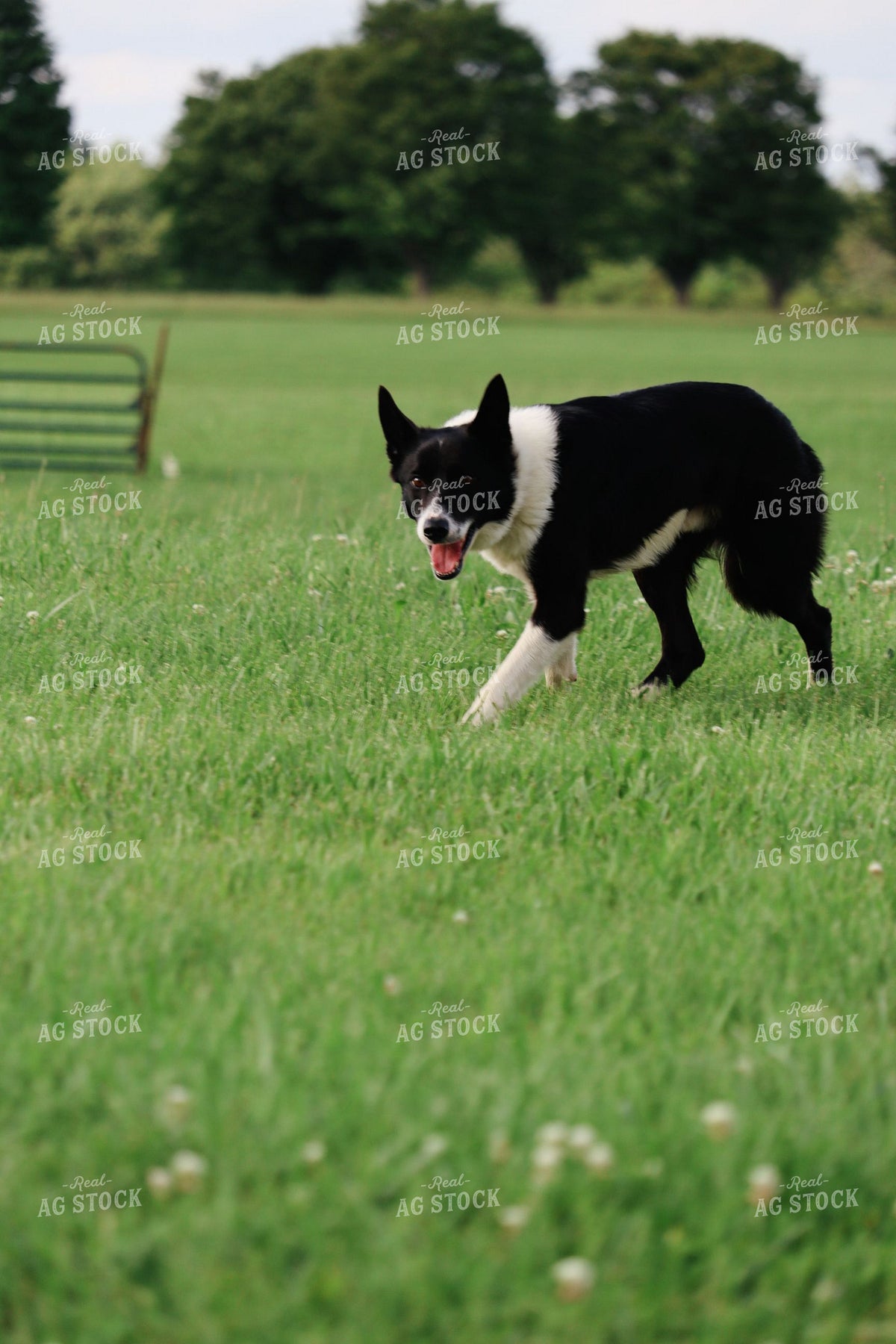 Herding Dog Running Through Green Pasture 412000