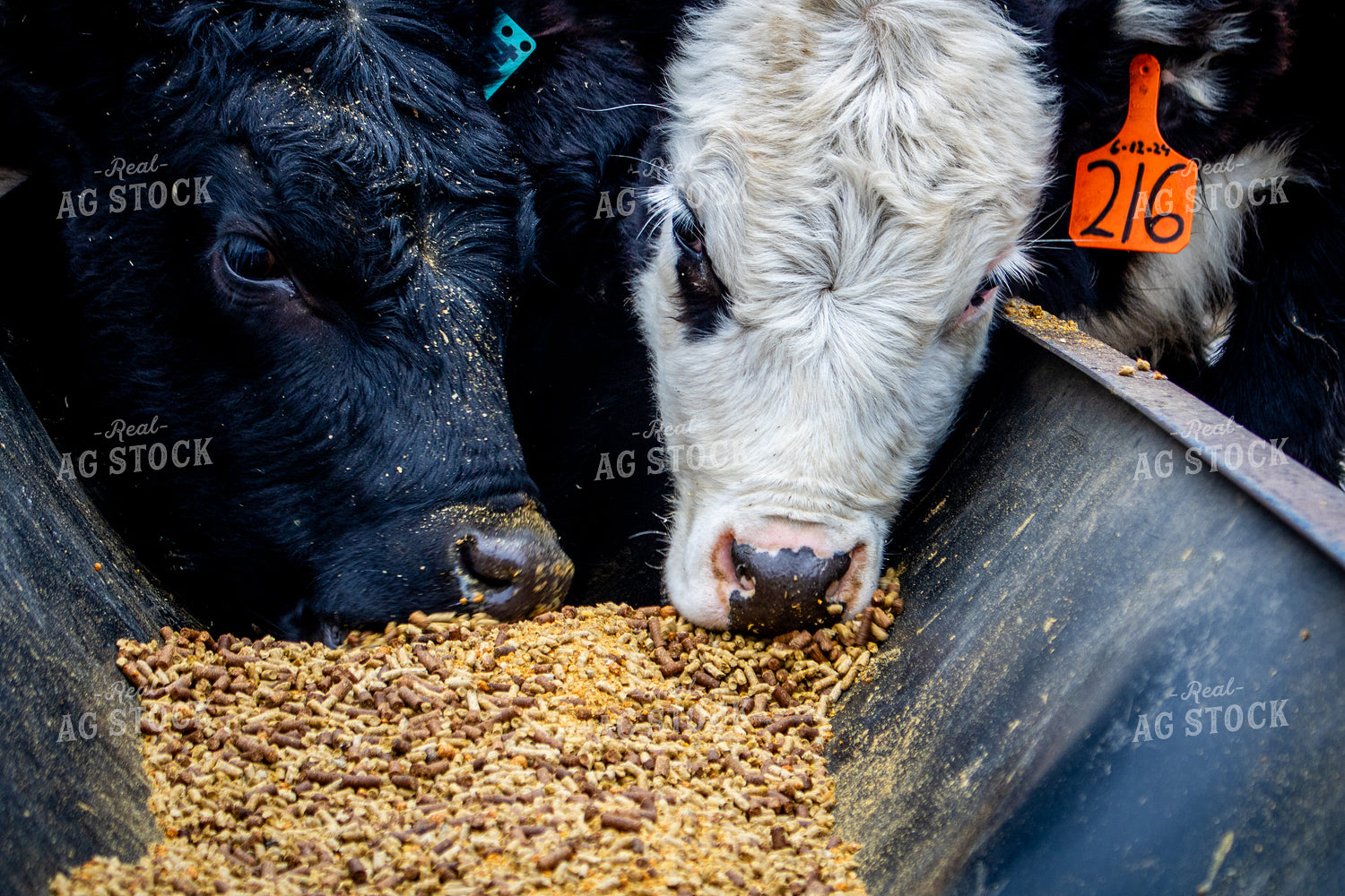 Cattle Eating from Feed Trough 214096
