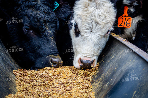 Cattle Eating from Feed Trough 214096