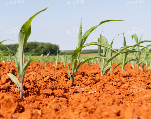 Rows of Corn 79007