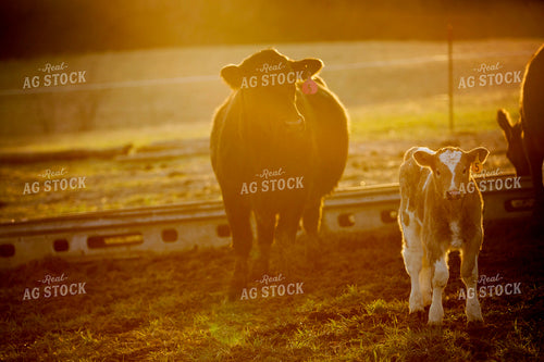 Calf - Charolais and Angus Cross 2270