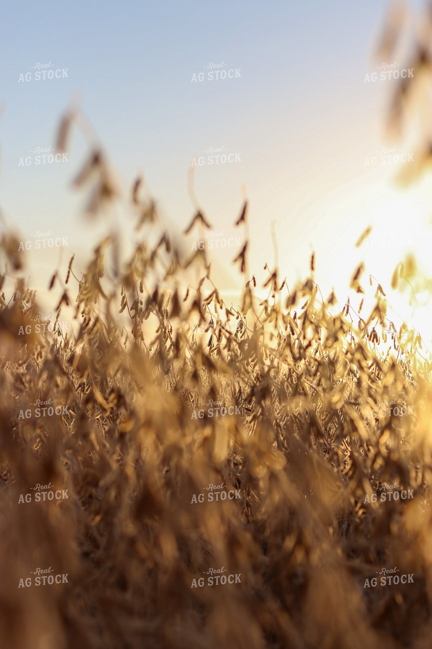 Dried Soybeans 109036