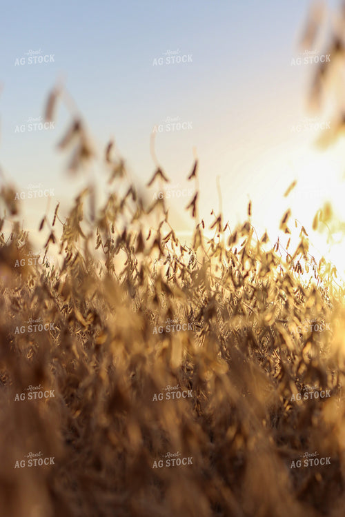 Dried Soybeans 109036