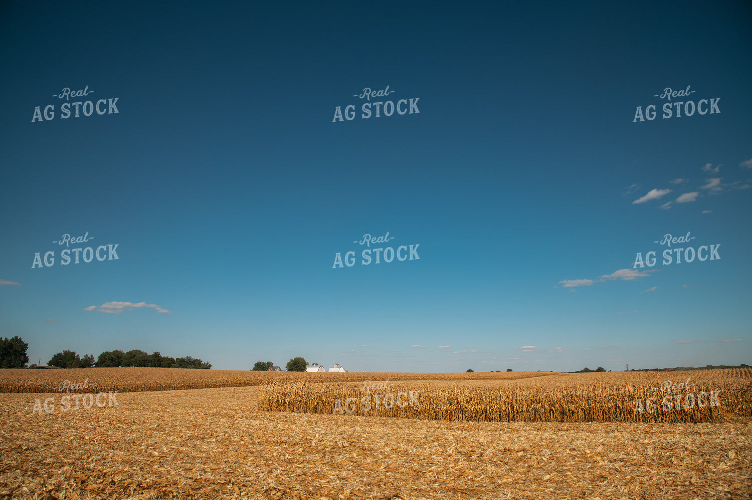 Corn Field 25962