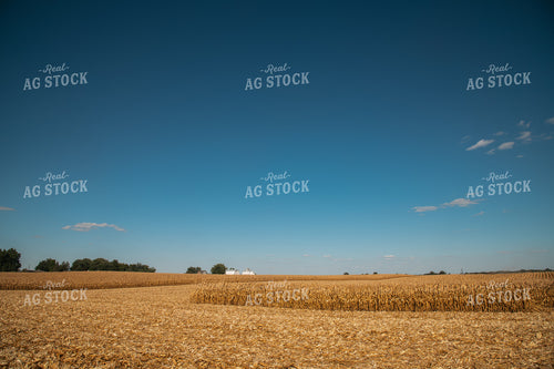 Corn Field 25962