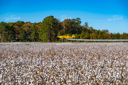 Crop Duster Spraying Cotton Field 136245