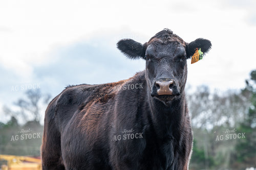 Black Angus Cattle 192037