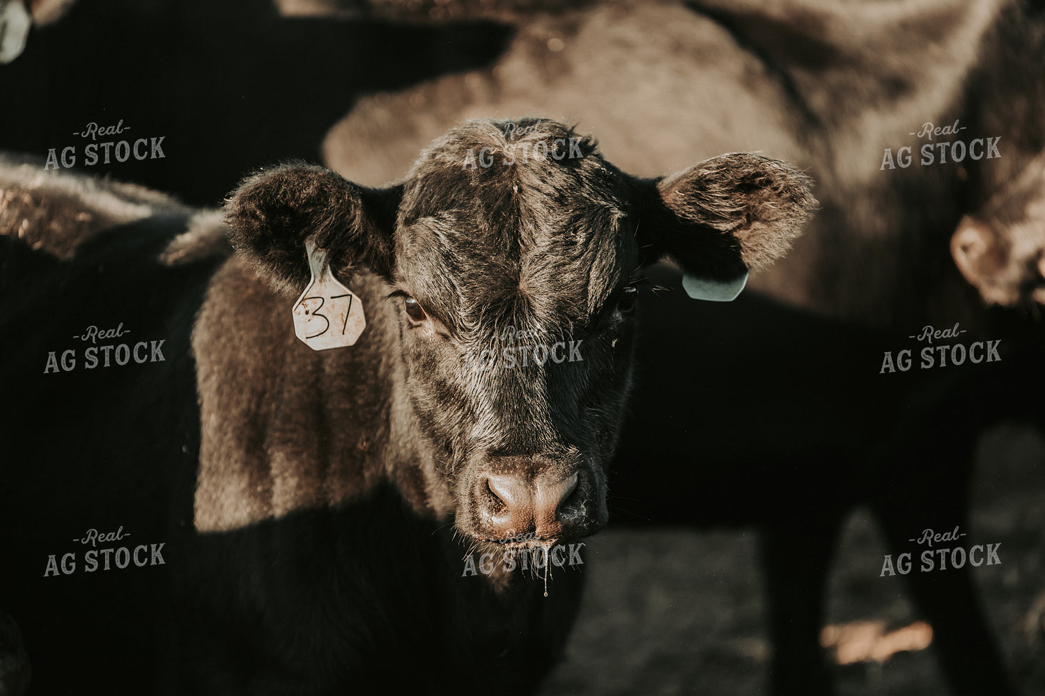 Black Angus Calf 298002