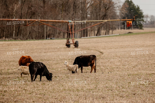 Sheep and Cattle Grazing 104043