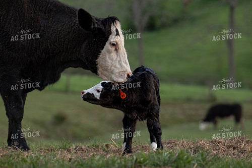 Cow Calf Pair 189034