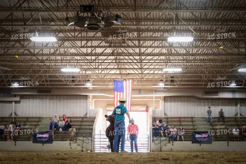 Showing Cattle 52234