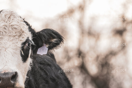 Black Baldy Cow 162012