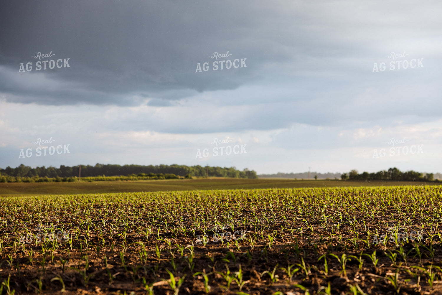 Storm Over Early Planted Corn 178062