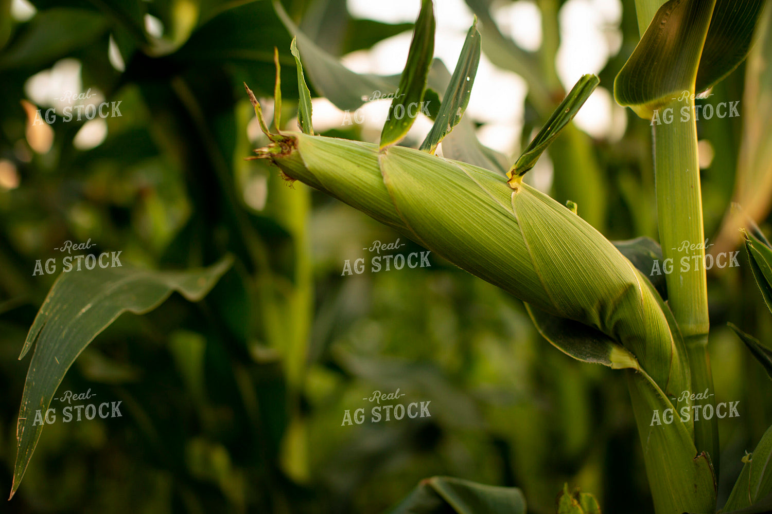 Corn - Mid-Season 2309