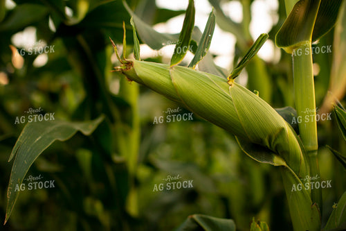 Corn - Mid-Season 2309