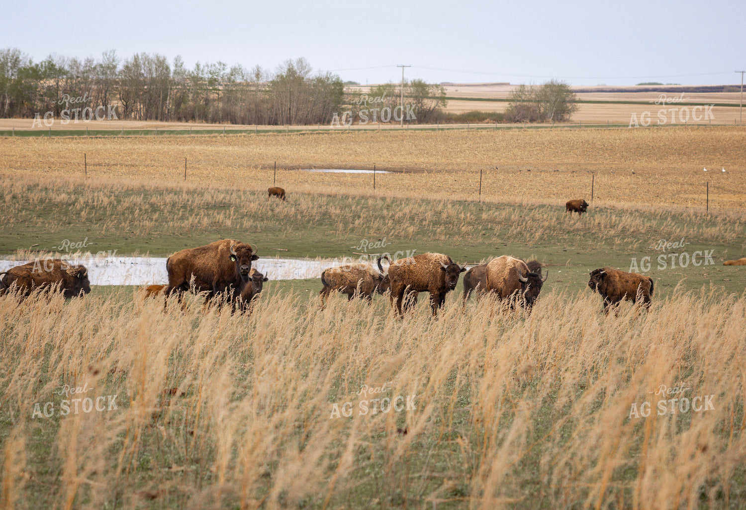 Bison 187139
