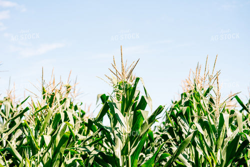 Corn Tasseling in the Heat of the Day 137004