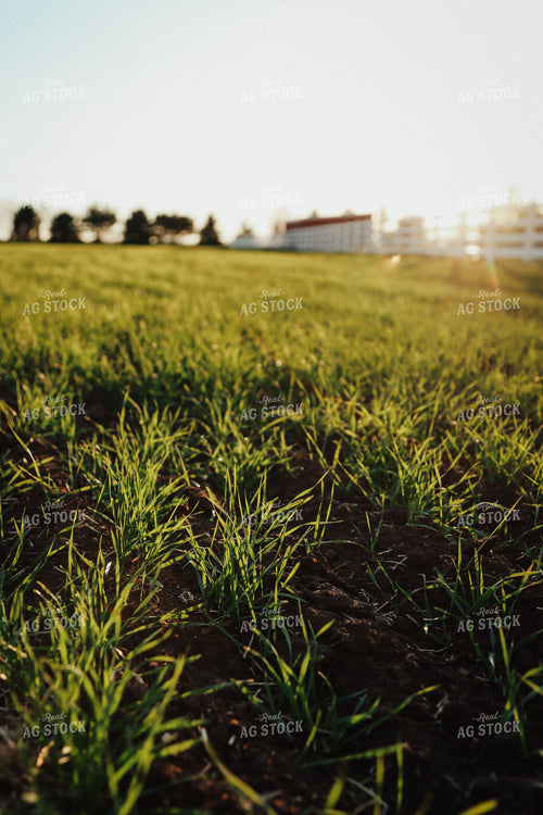 Early Growth Wheat 83130