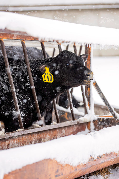 Cattle Eating from Snowy Bunk 55416