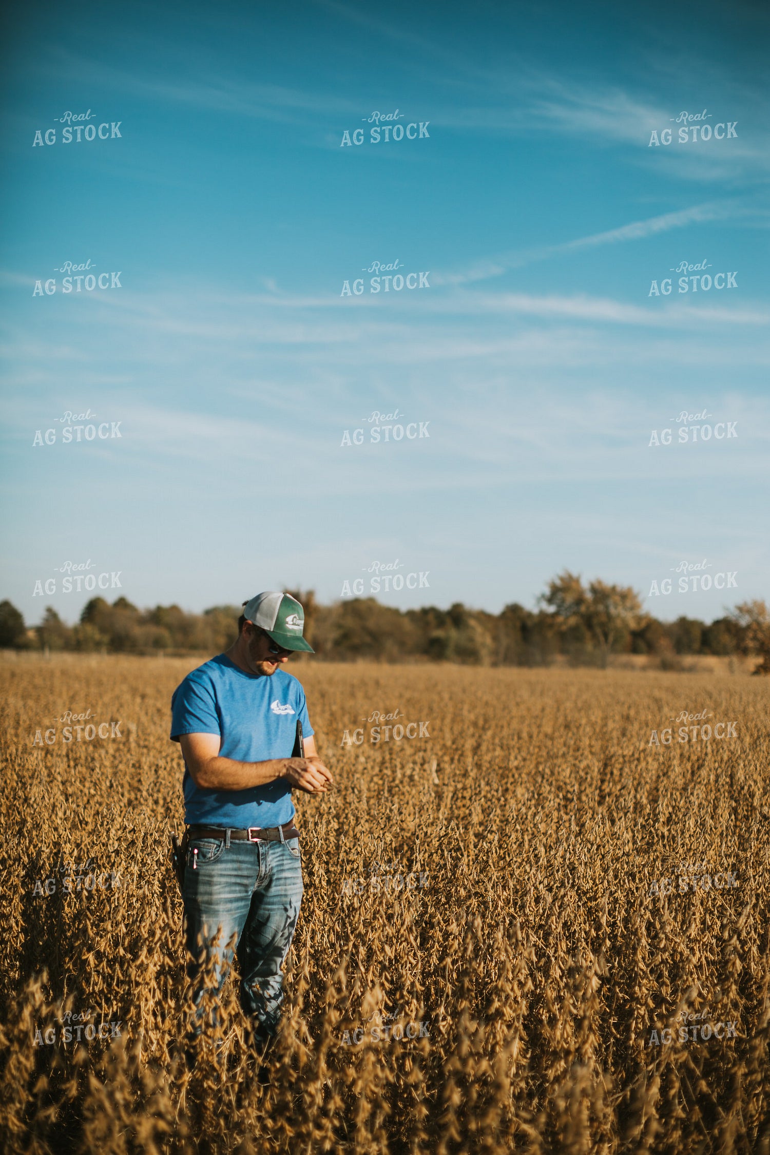 Farmer Examining Soybean Pods 7161