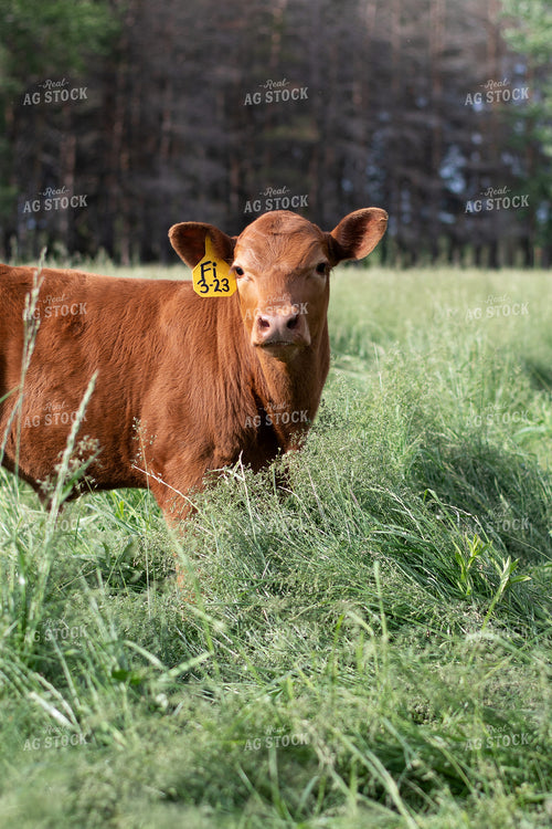 Calf in Grassy Pasture 50090