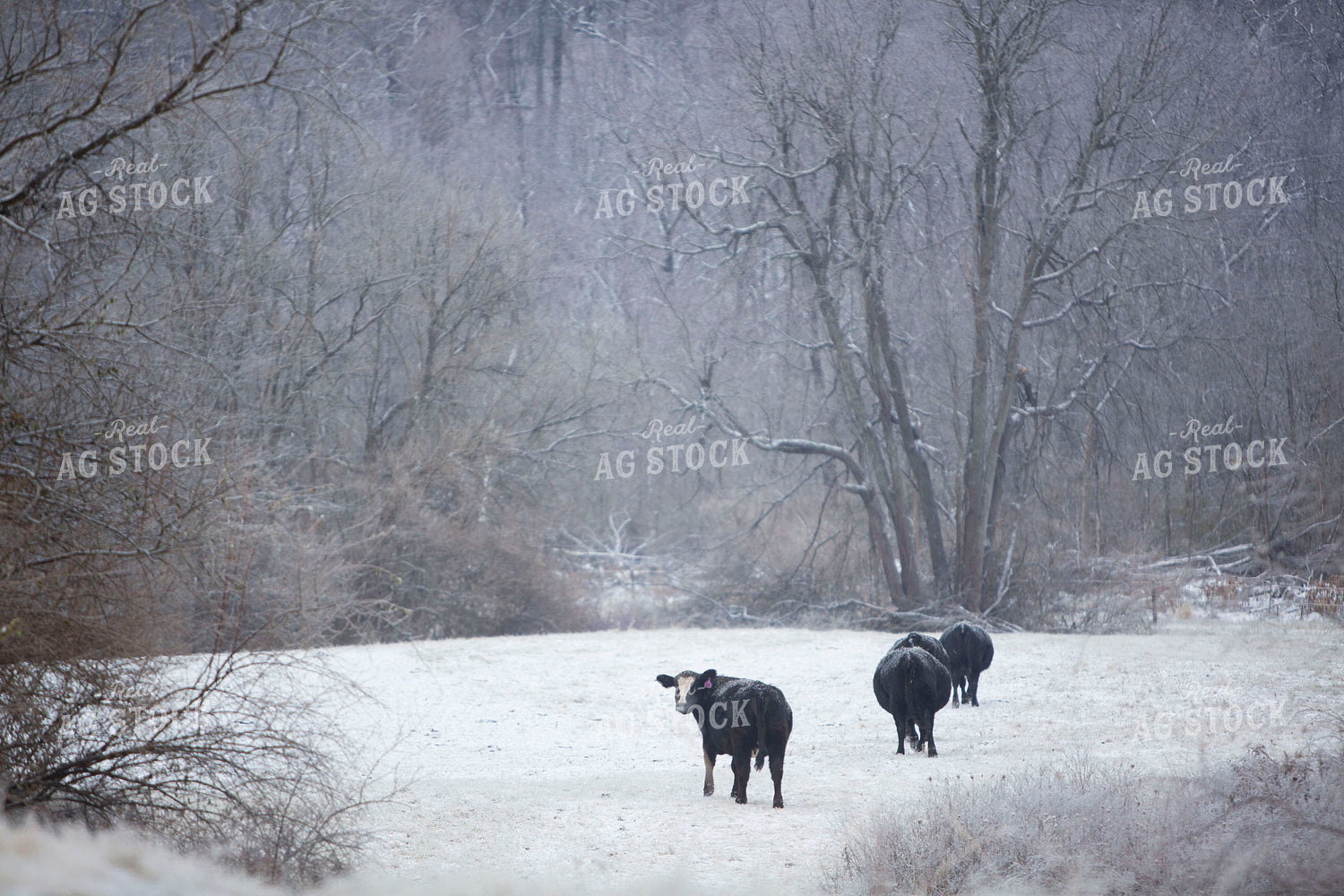 Cattle 1658