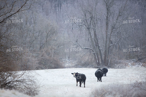 Cattle 1658