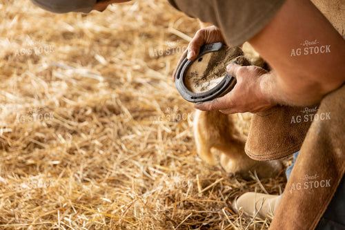 Farrier Shoeing Horses 52430