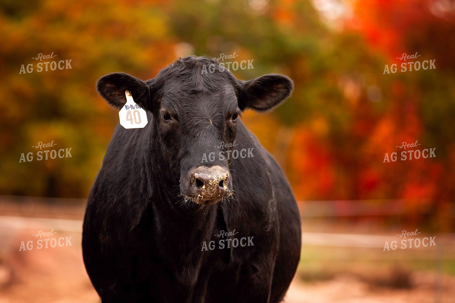 Black Angus Cattle on Pasture 55188
