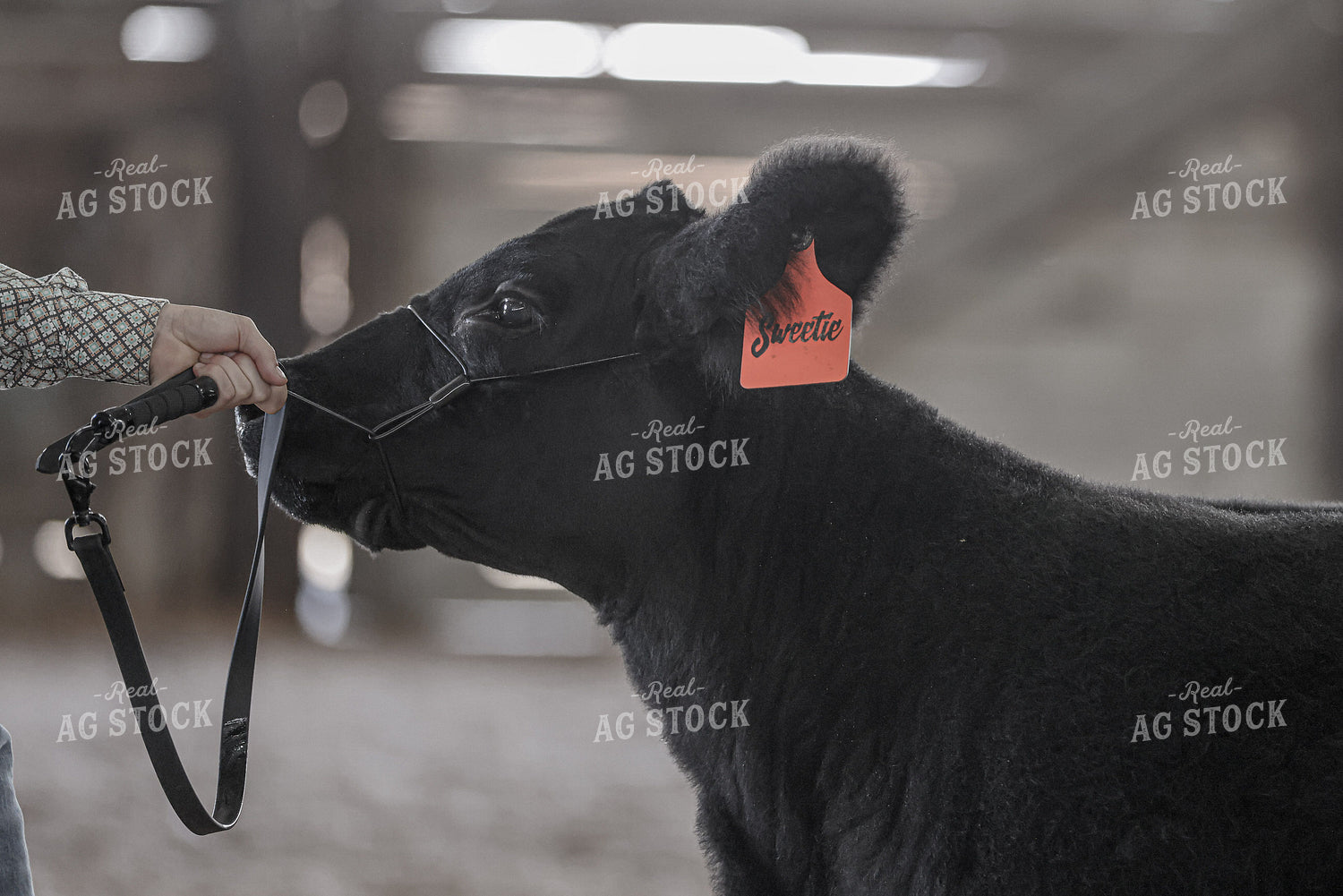 Cattle Show 160447