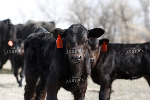 Angus Calves 117199
