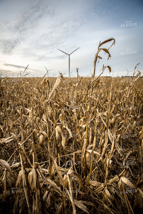 Damaged Dried Corn 250094