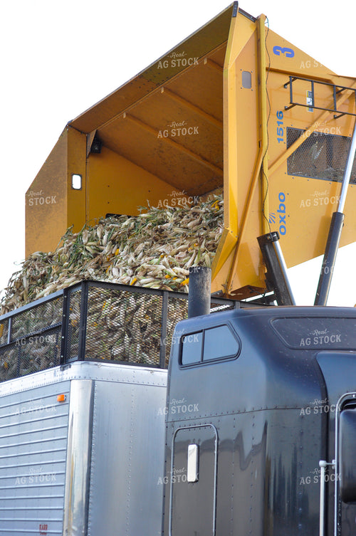 Seed Corn Harvest 103049