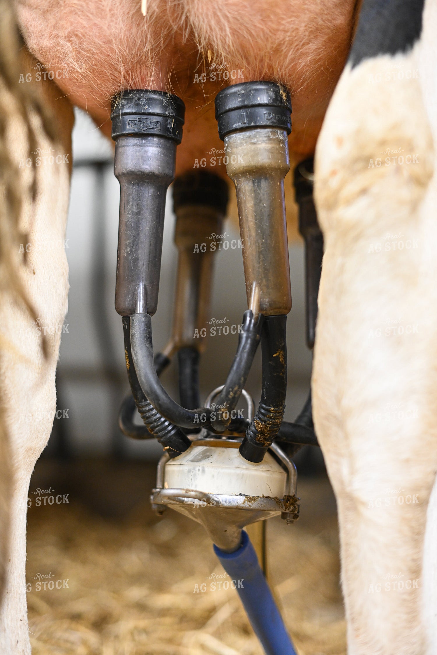 Milking Machine on Cows Udders 120025