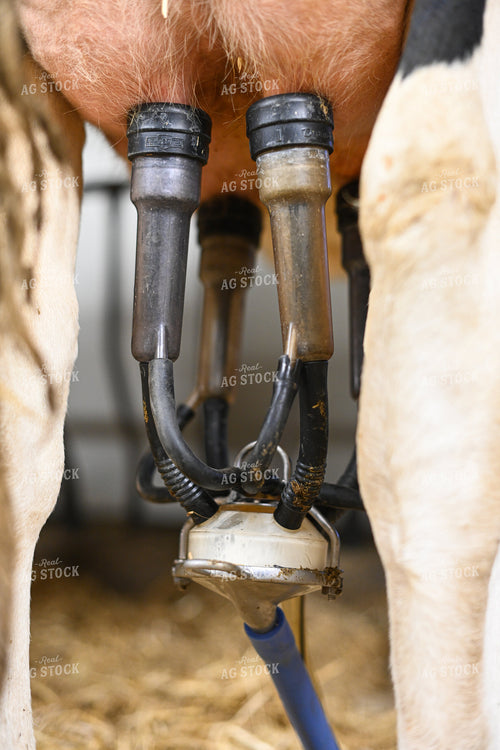 Milking Machine on Cows Udders 120025
