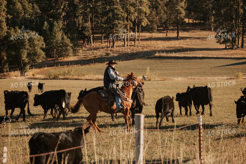 Ranchers on Horseback with Cattle 66054