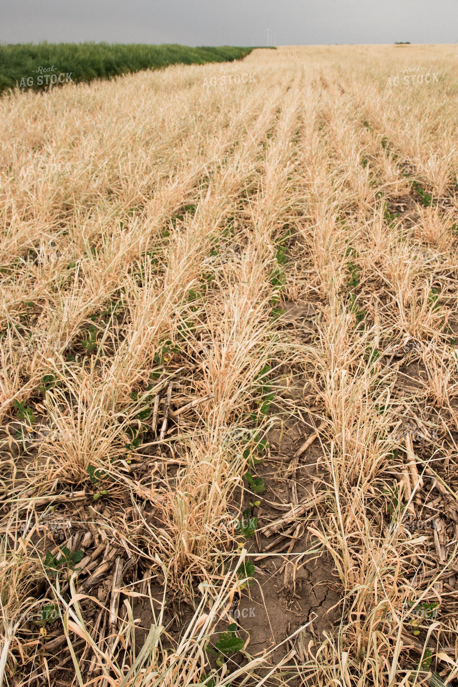 Soybeans Growing in Cover Crop 67346