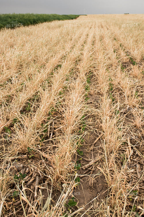 Soybeans Growing in Cover Crop 67346