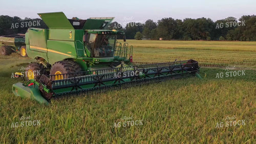 Rice Harvest 79509
