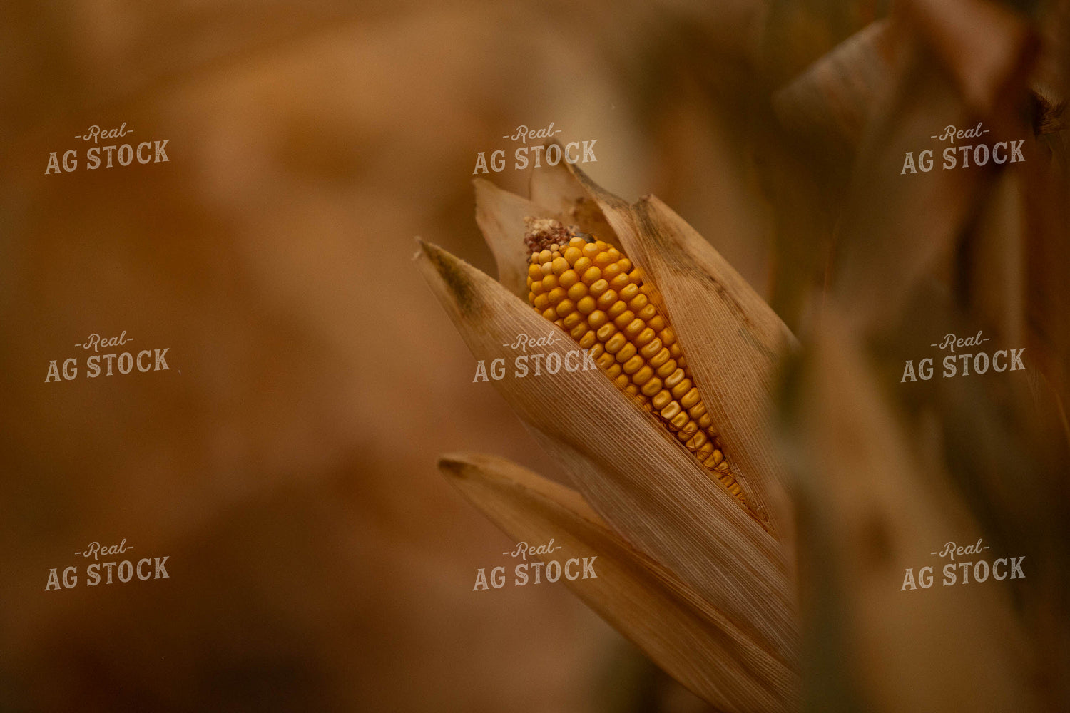 Dried Corn in Field 303038