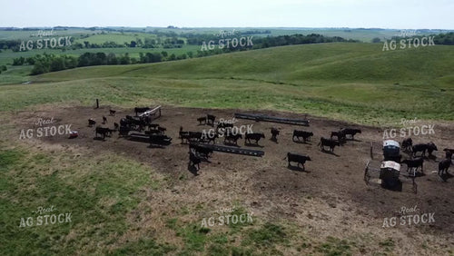 Cow Calf Pairs on Pasture 215061