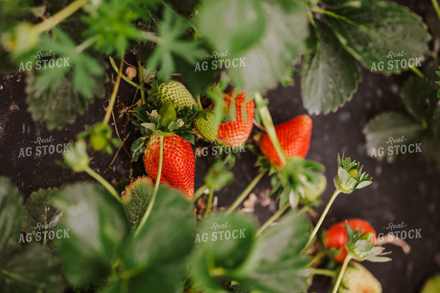Strawberry Plant 125101