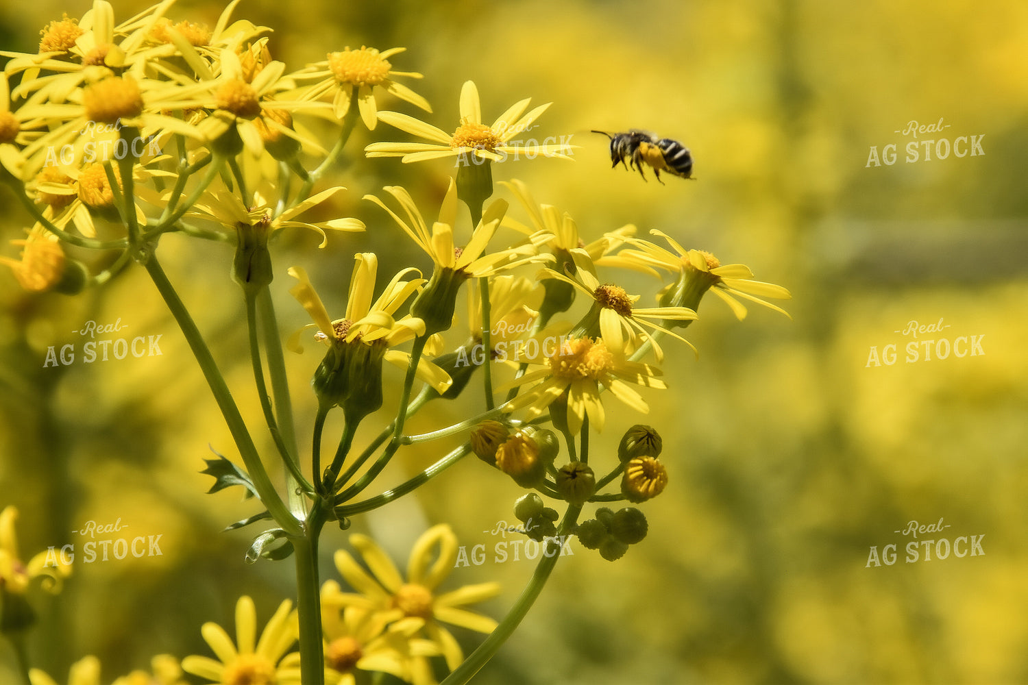 Bee on Golden Rod 84064