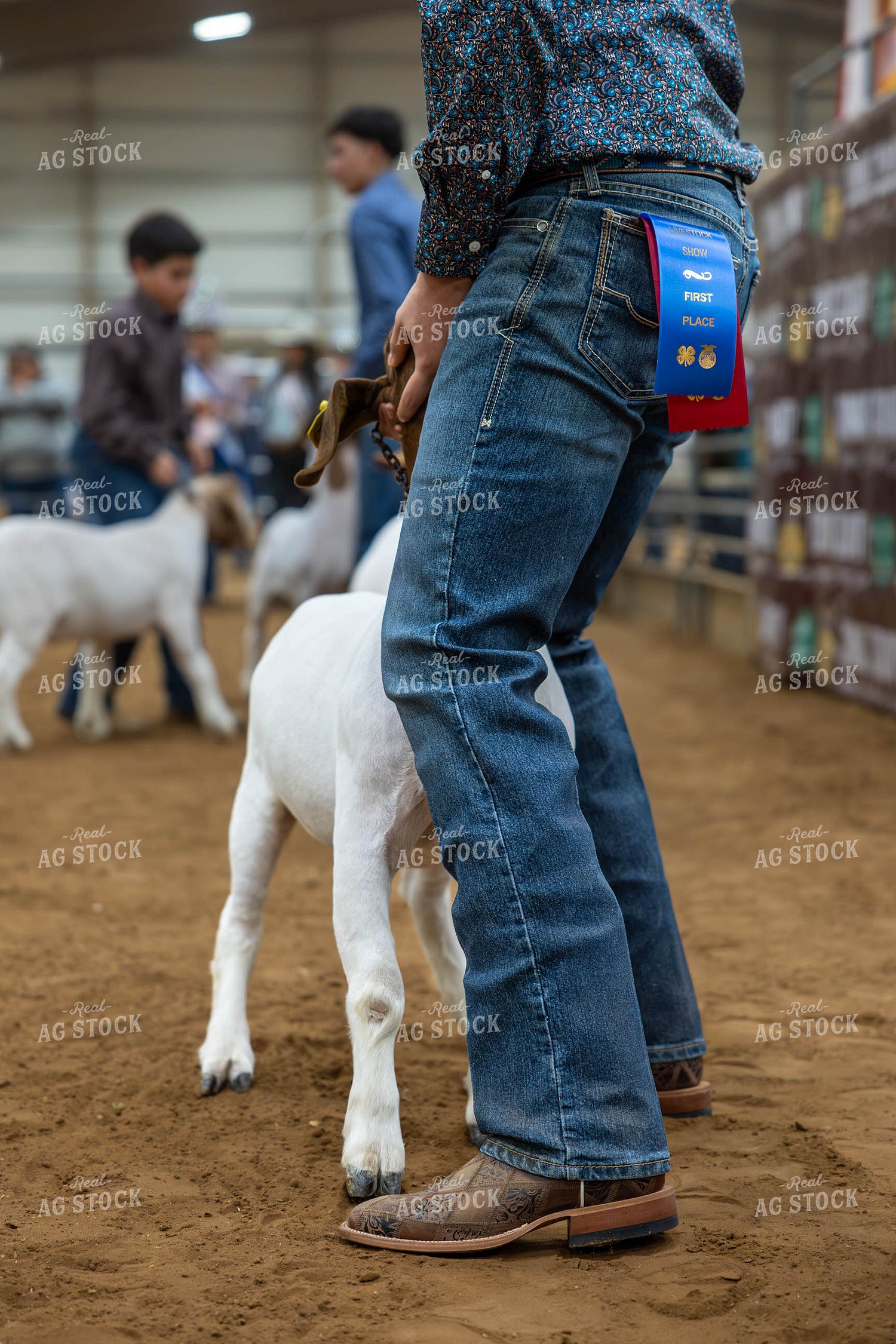 Showing Goats  98048