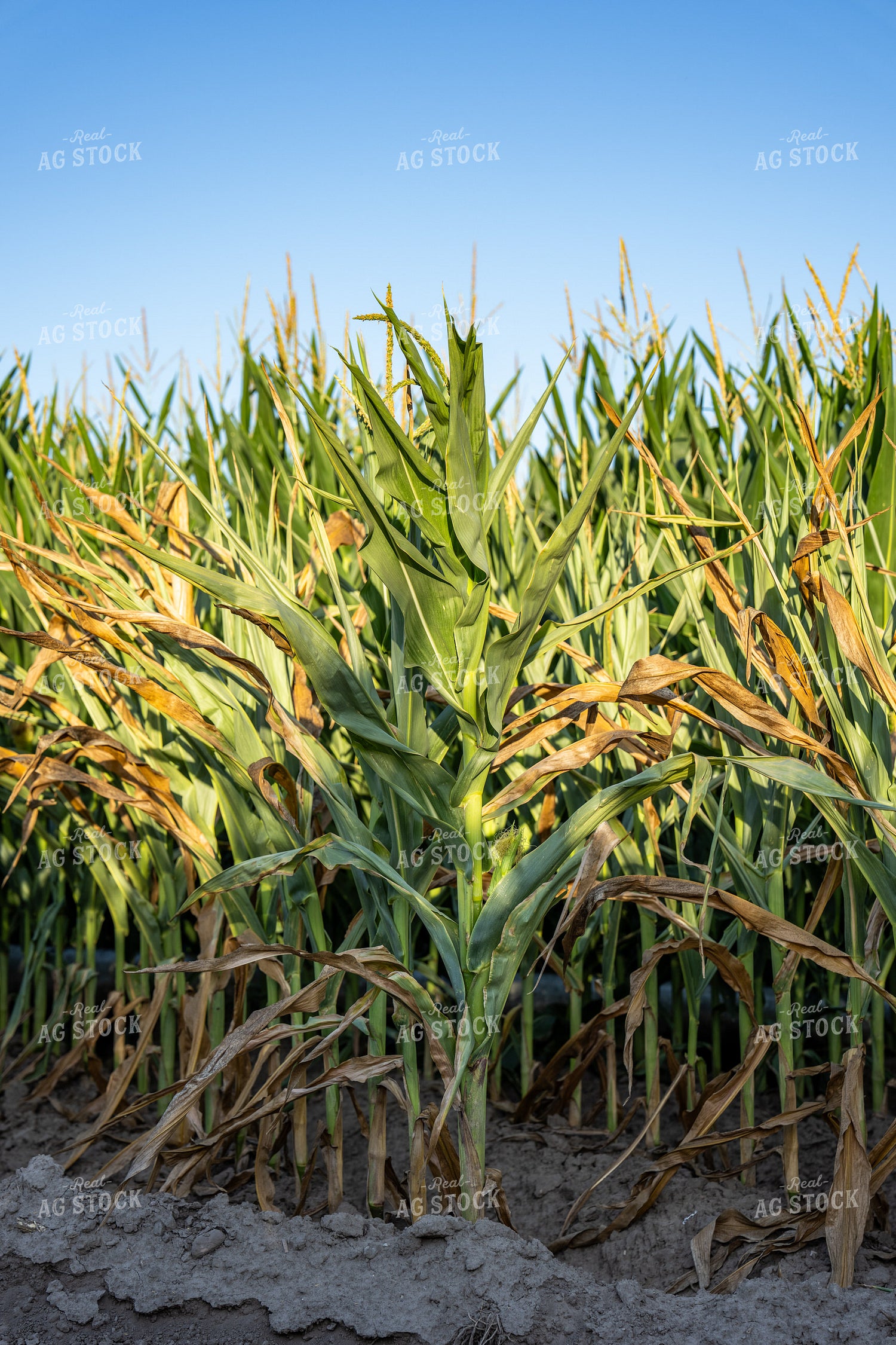 Tasseling Corn Field 65922