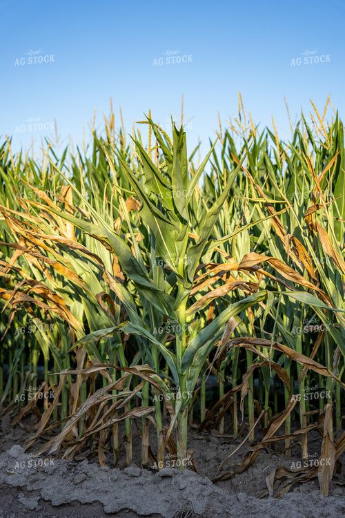 Tasseling Corn Field 65922