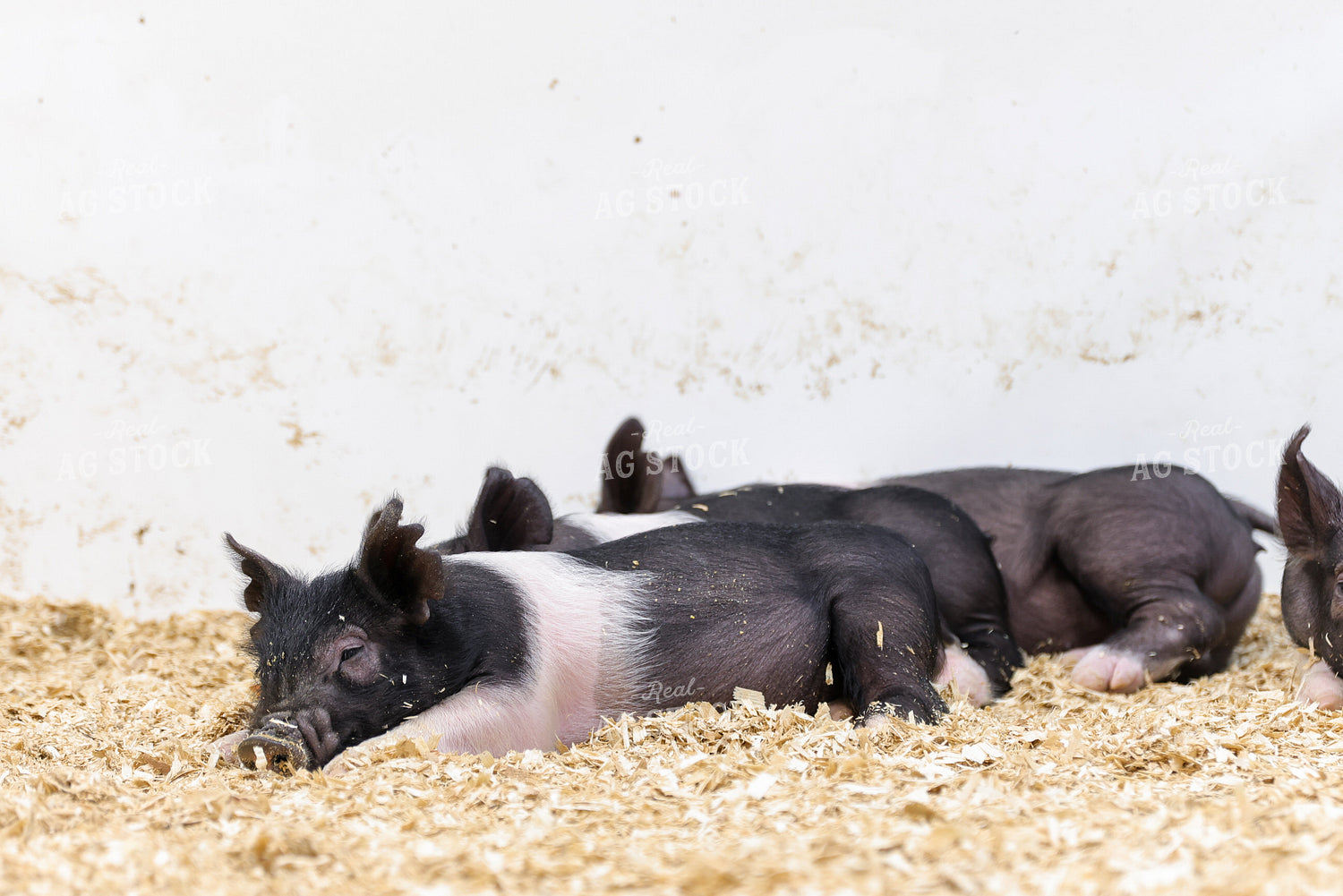 Hampshire Piglets 233028